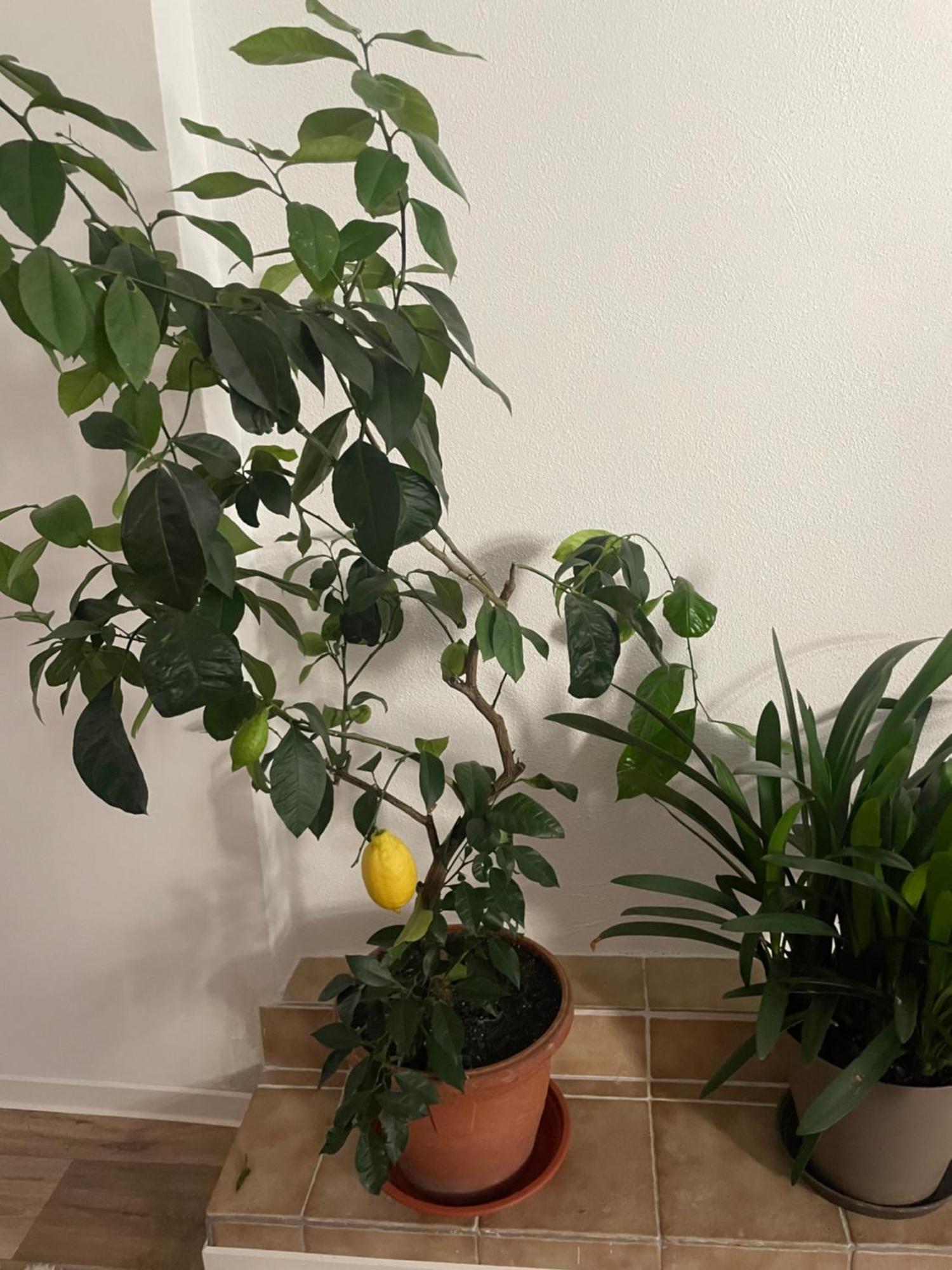 Apartment Wohnen Mit Loft Charakter Im Zentrum Zittau